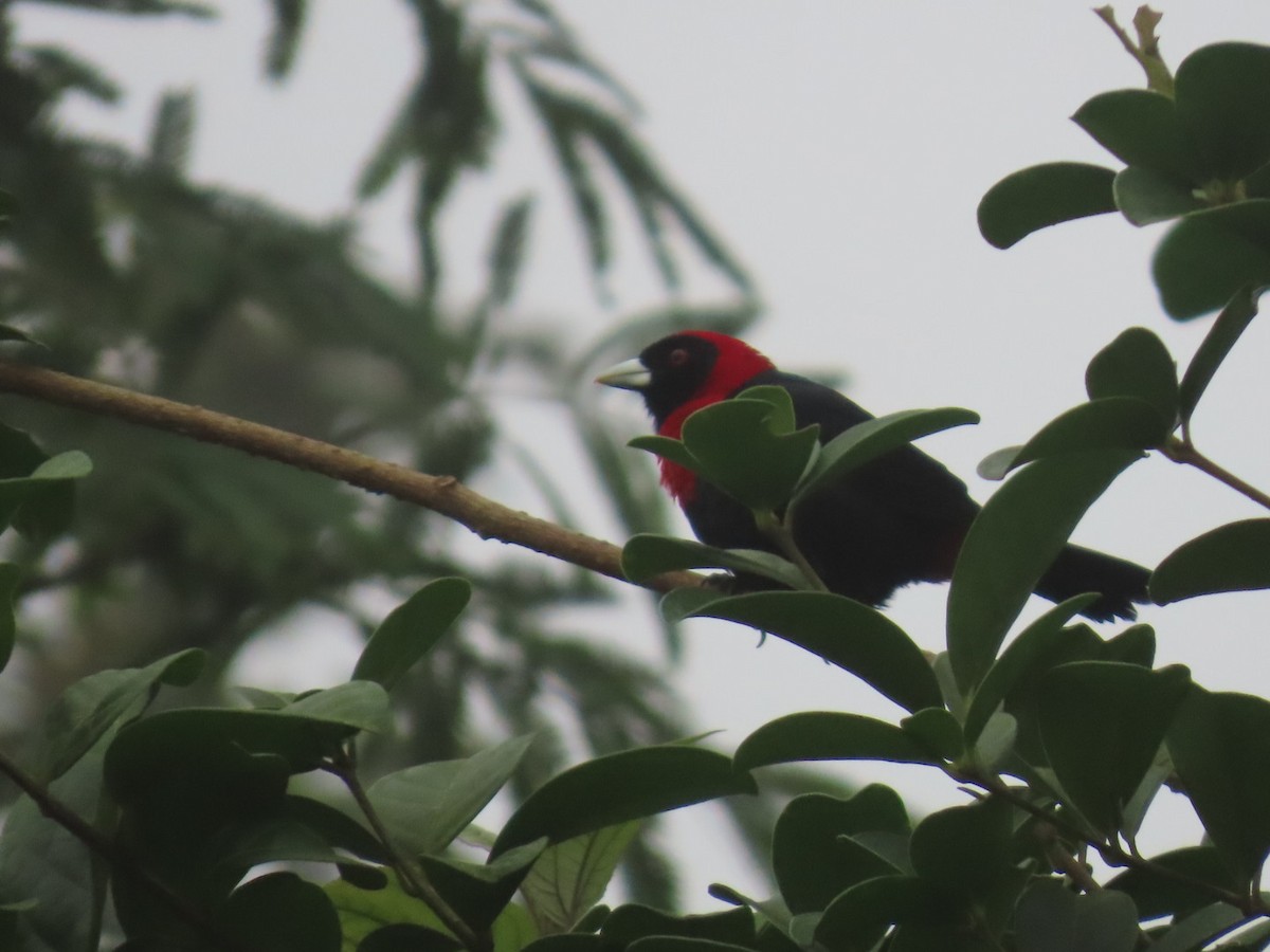 Crimson-collared Tanager - ML637895279