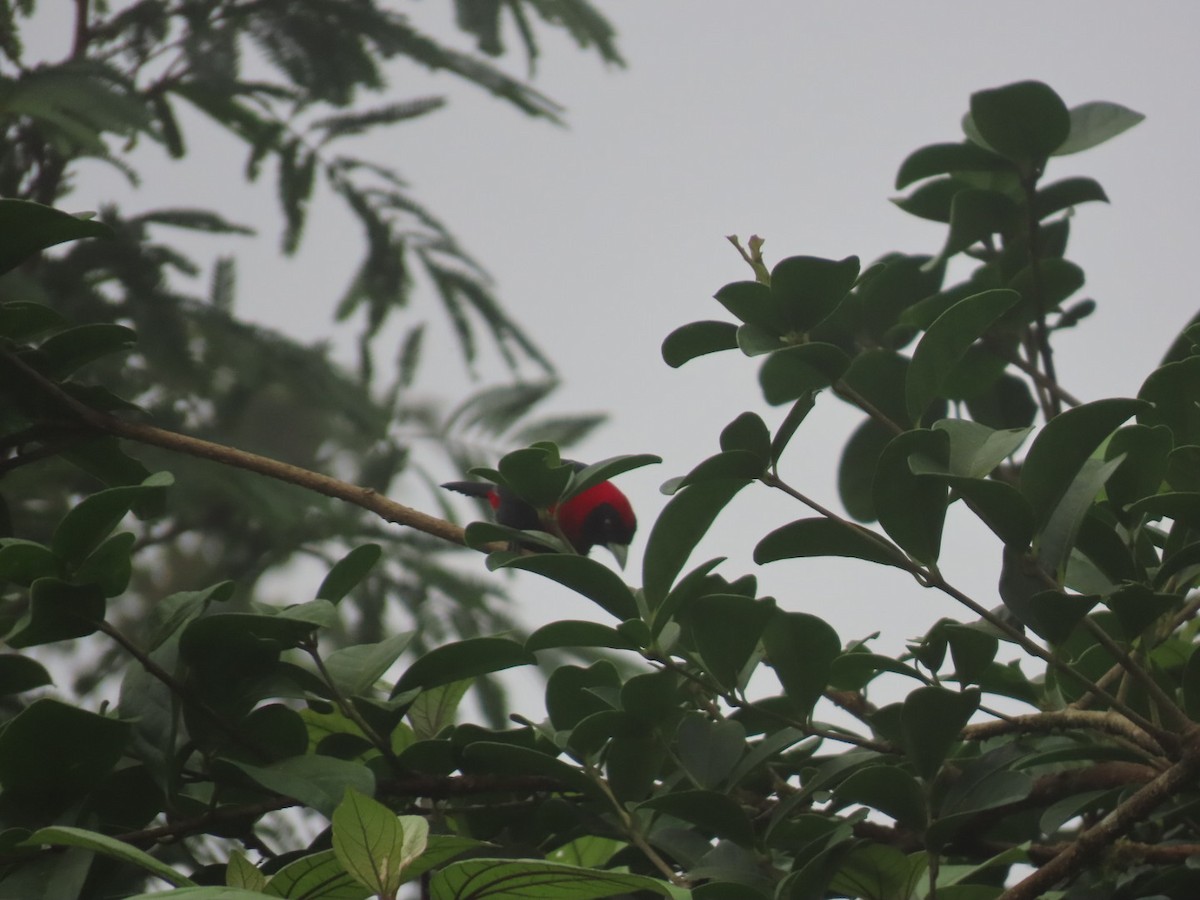 Crimson-collared Tanager - ML637895280