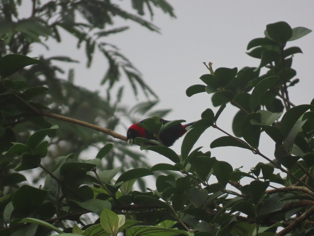 Crimson-collared Tanager - ML637895282