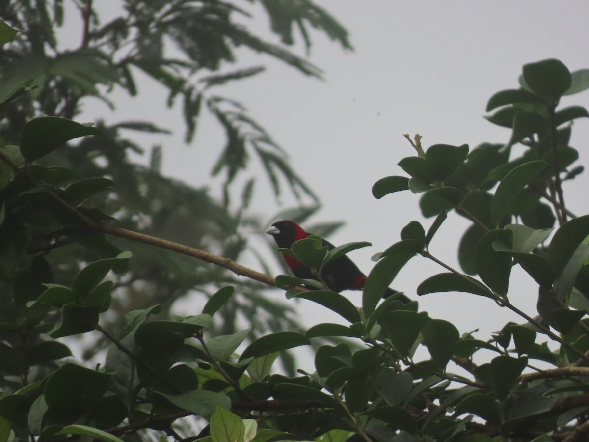 Crimson-collared Tanager - ML637895283