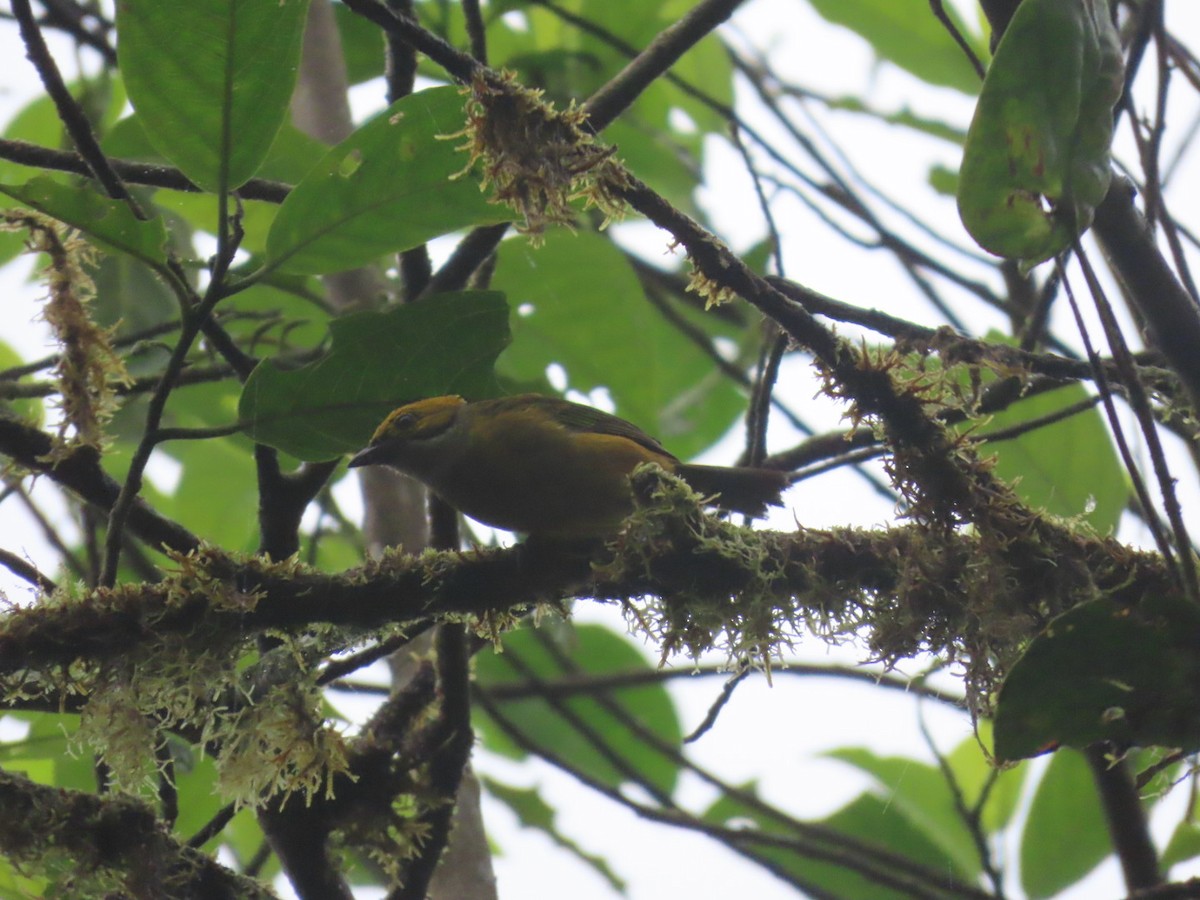 Silver-throated Tanager - ML637895294
