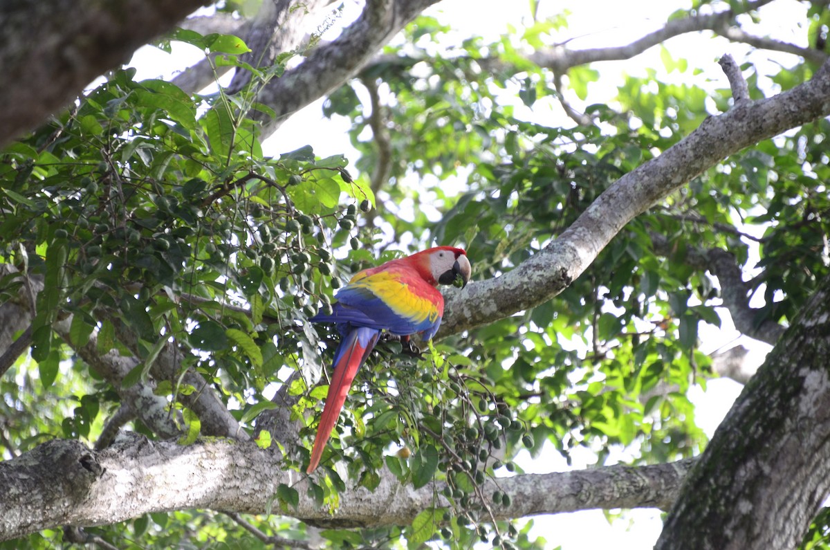 Scarlet Macaw - ML637895299