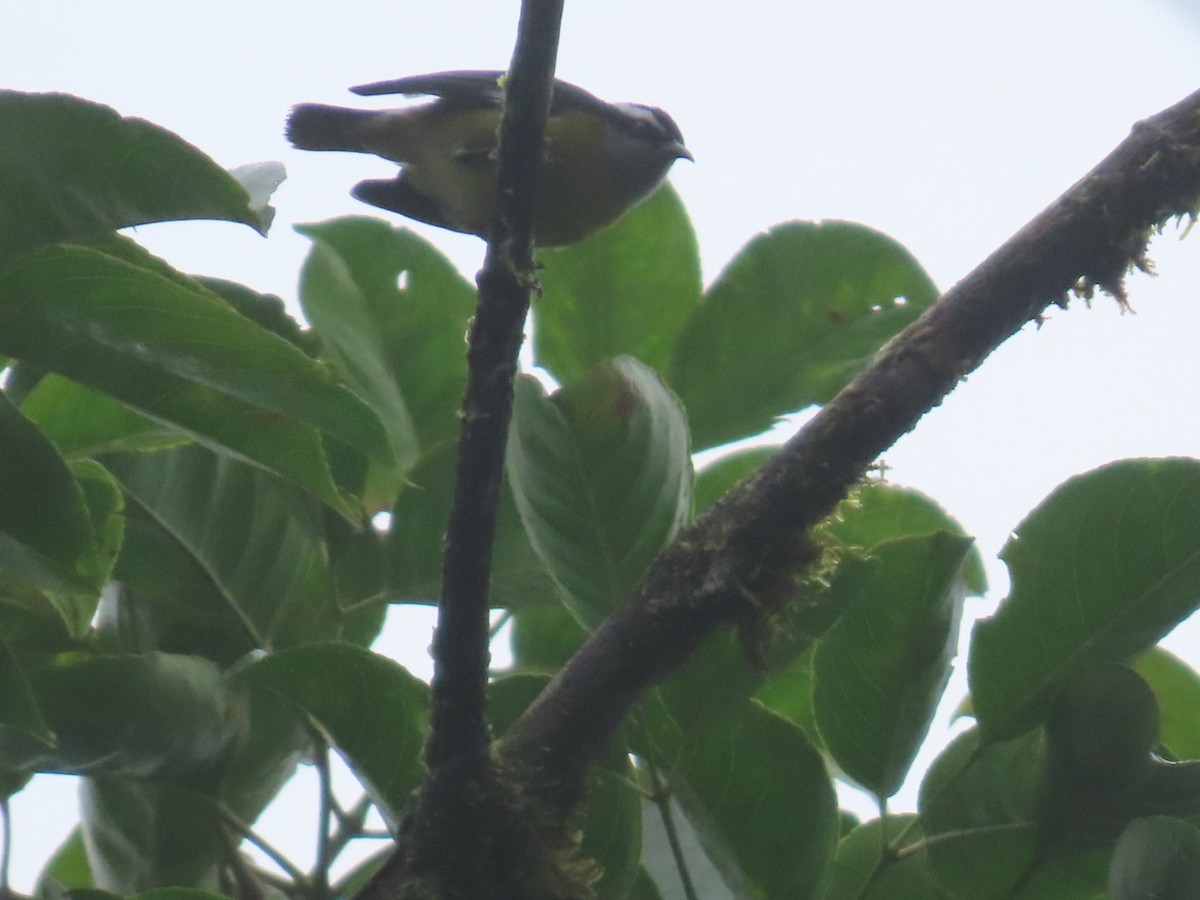 Bananaquit - ML637895301