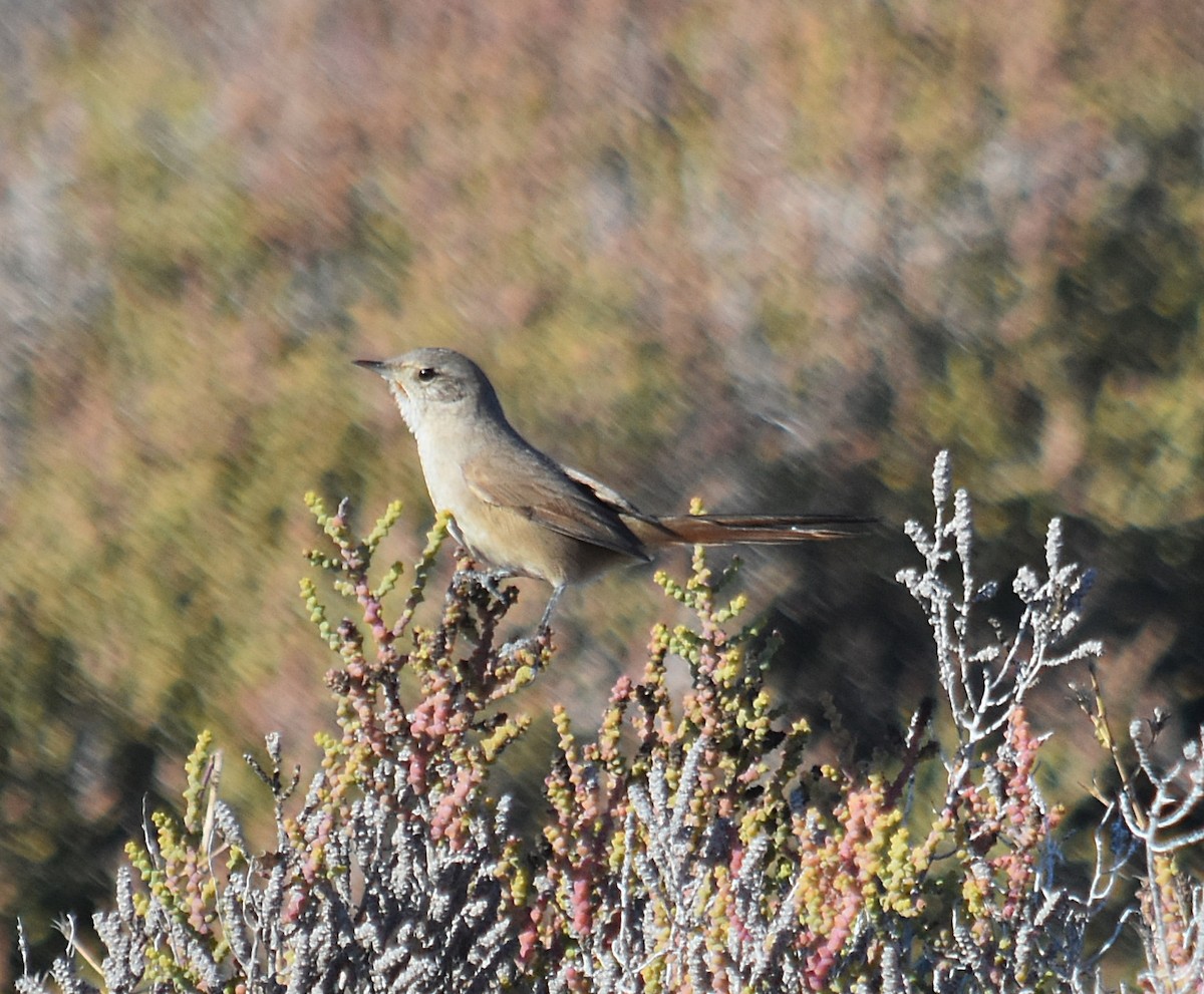 Sharp-billed Canastero - ML637895319