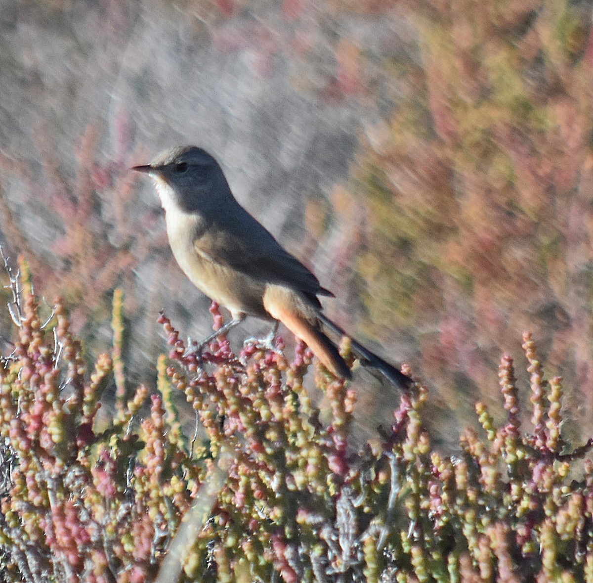Sharp-billed Canastero - ML637895320