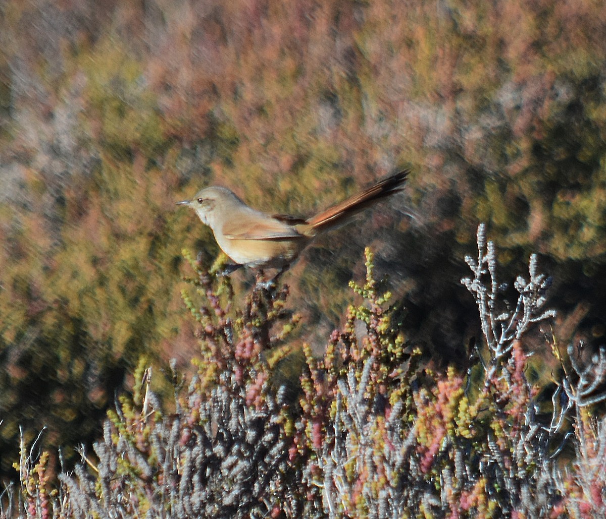 Sharp-billed Canastero - ML637895321