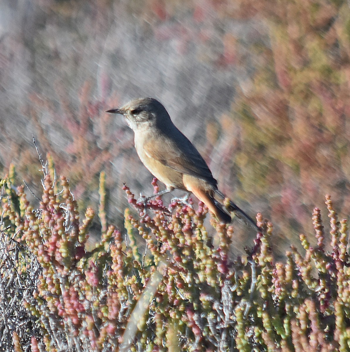 Sharp-billed Canastero - ML637895322