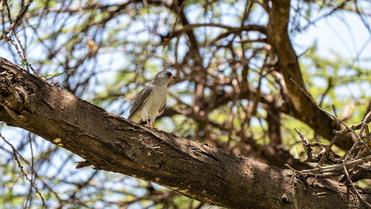 Gabar Goshawk - ML637895324