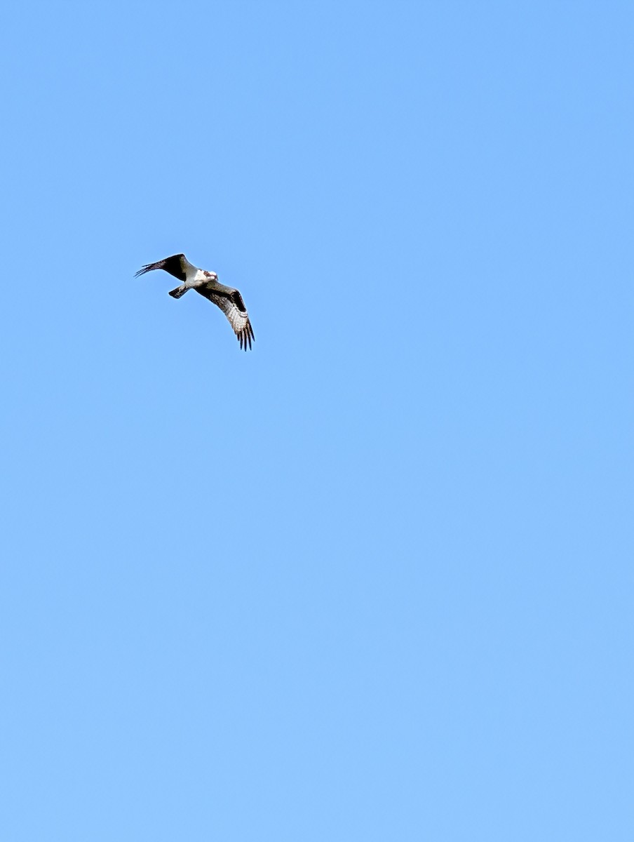 Osprey - ML637895337