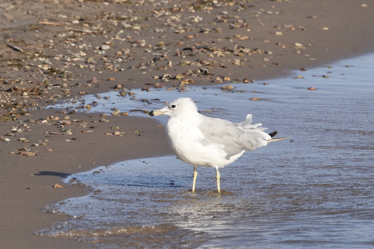 California Gull - ML637895338