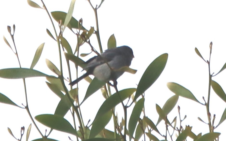 Band-tailed Seedeater - ML637895344