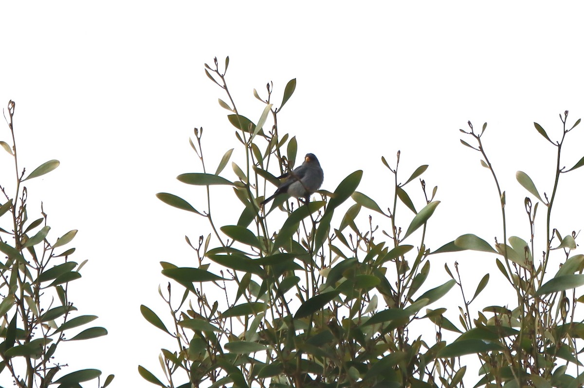 Band-tailed Seedeater - ML637895345