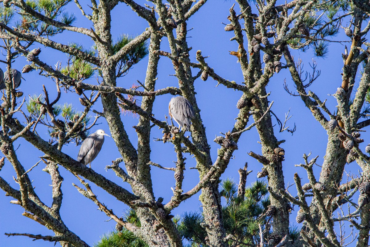 White-faced Heron - ML637895358