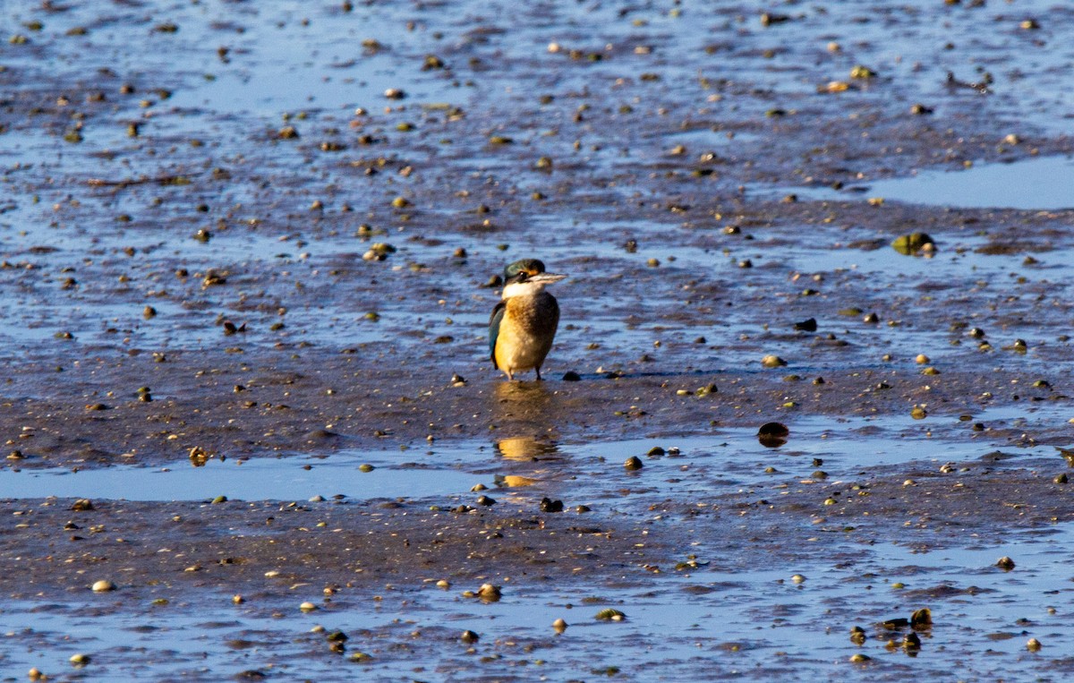 Sacred Kingfisher - ML637895362