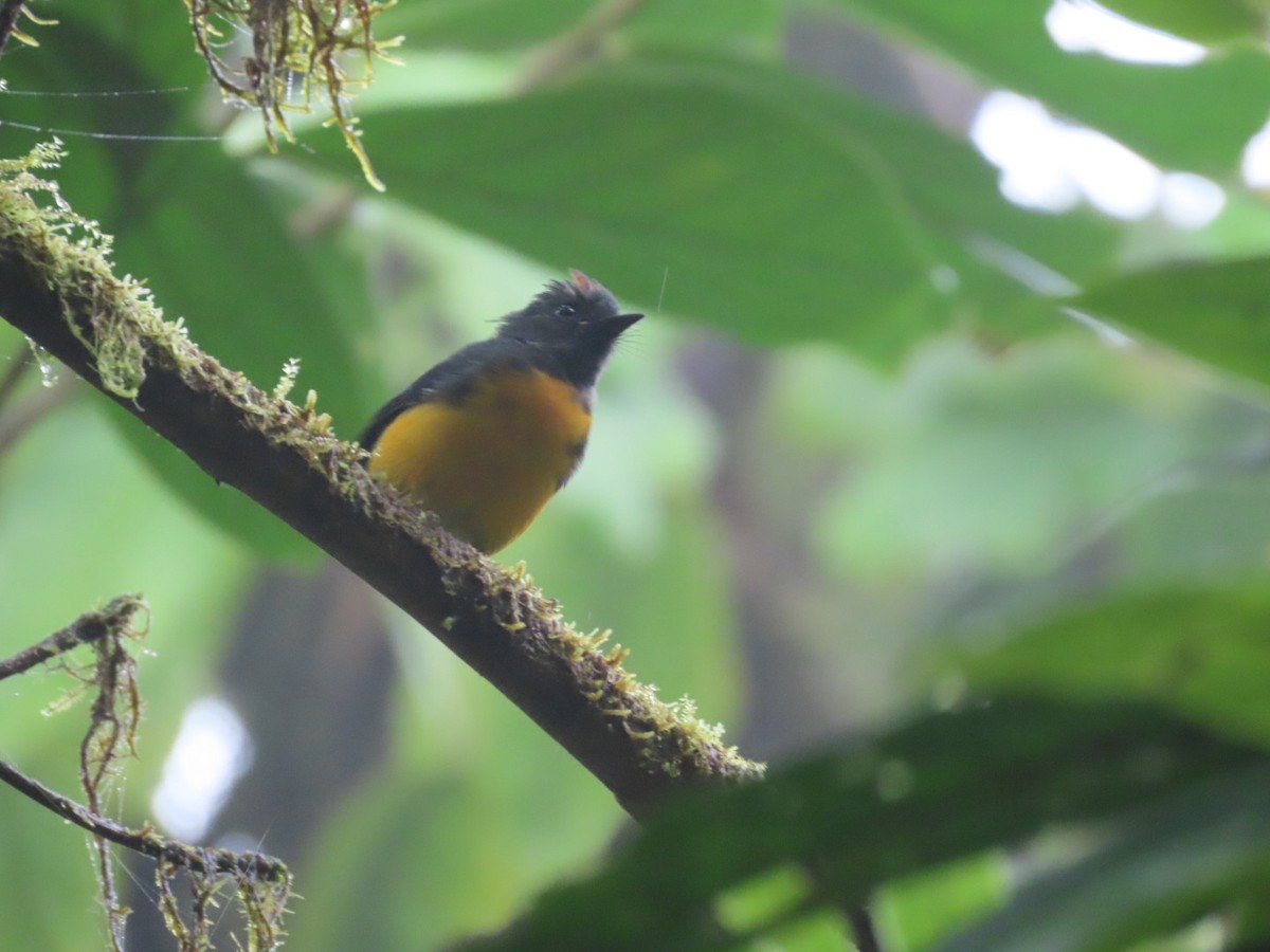 Slate-throated Redstart - ML637895363