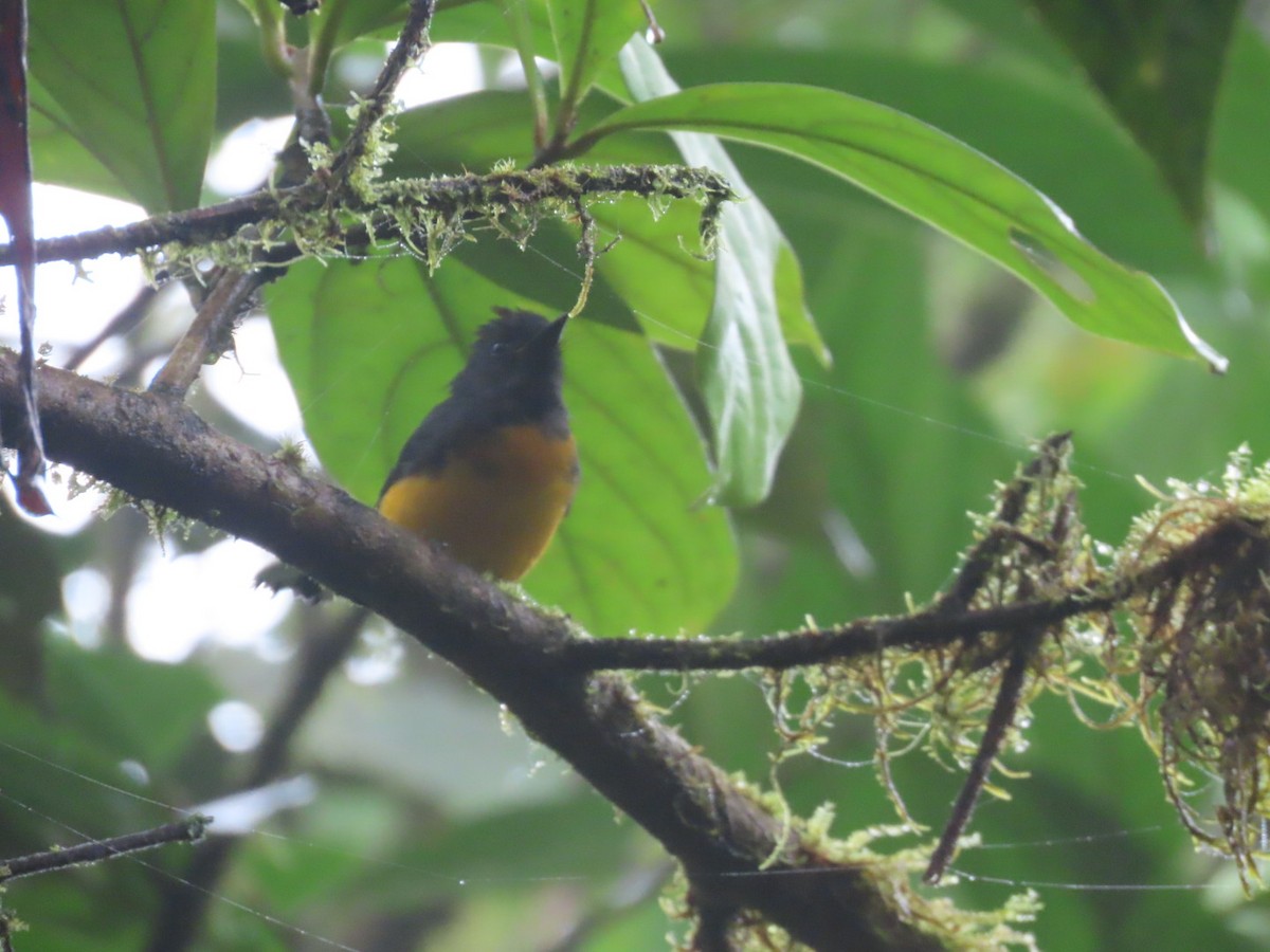 Slate-throated Redstart - ML637895364