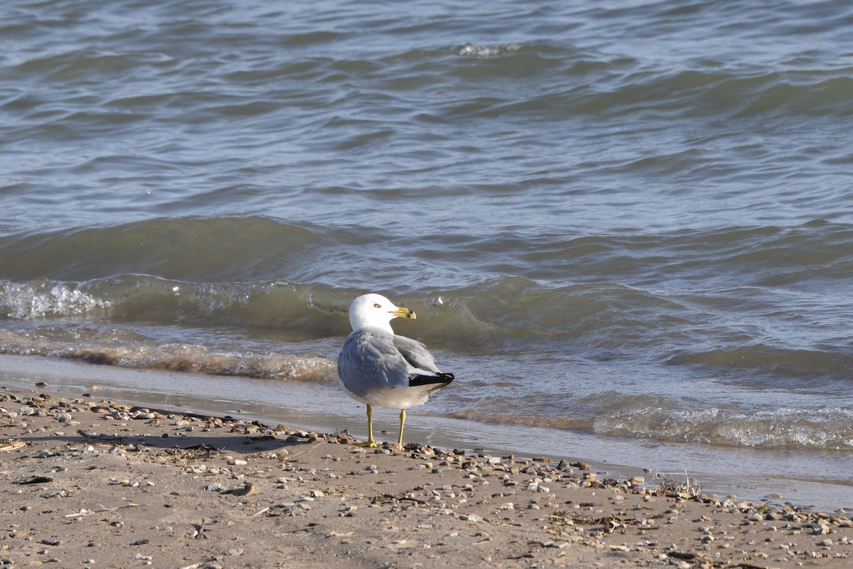 Ring-billed Gull - ML637895372