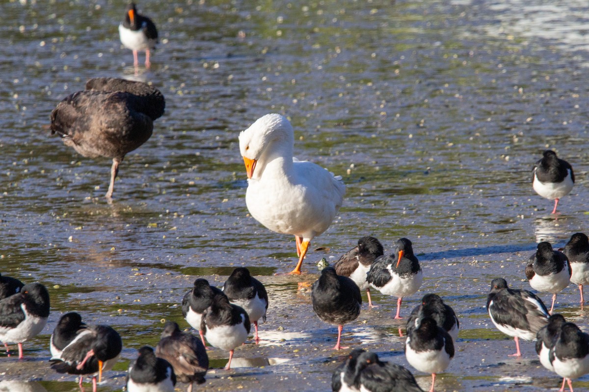 Graylag Goose (Domestic type) - ML637895375