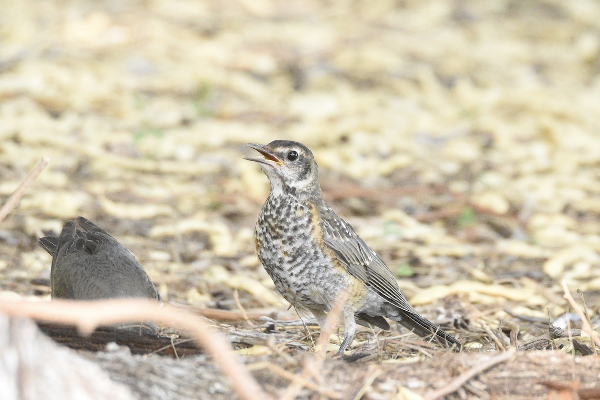 American Robin - ML637895381