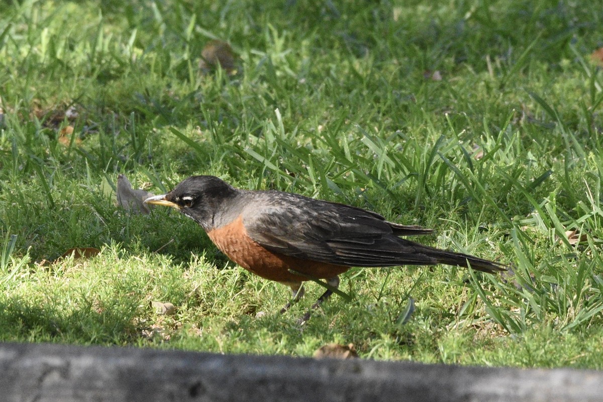 American Robin - ML637895405