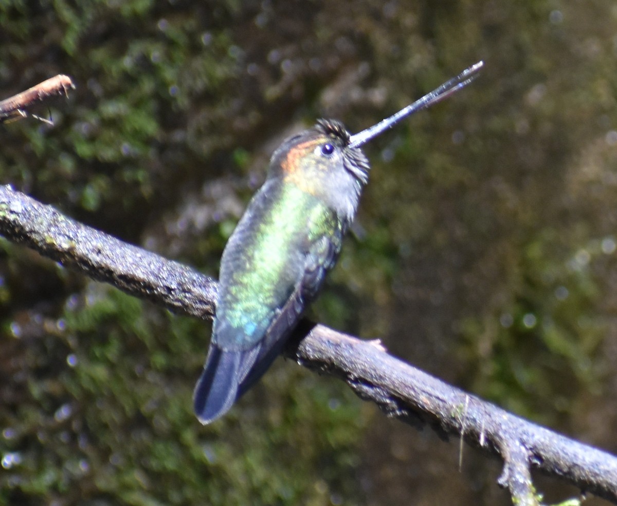 Green-fronted Lancebill - ML637895413