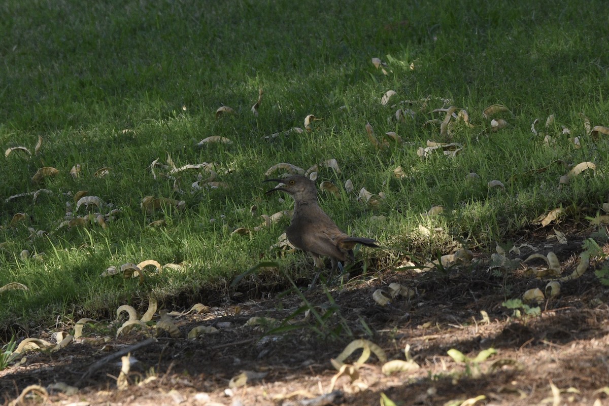 Curve-billed Thrasher - ML637895419