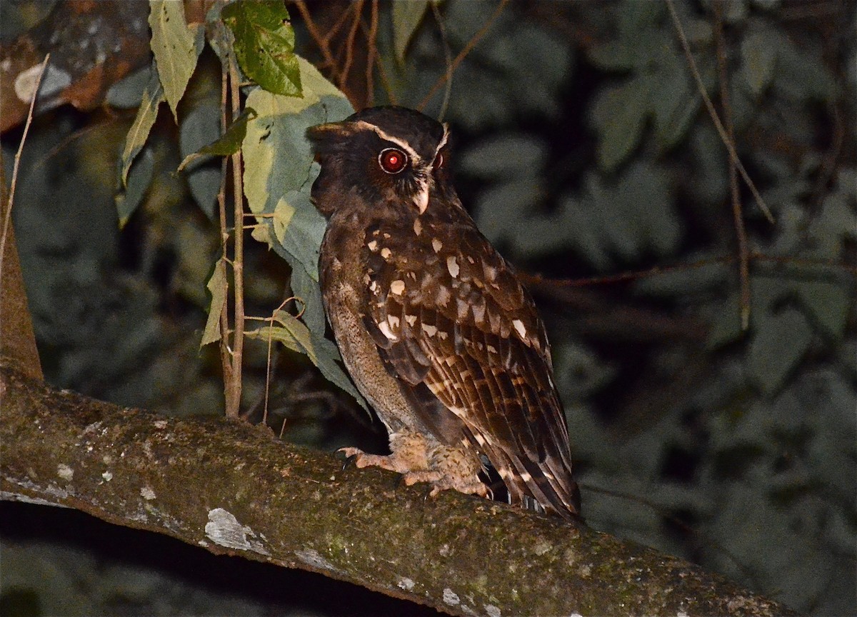 Crested Owl - ML637895484