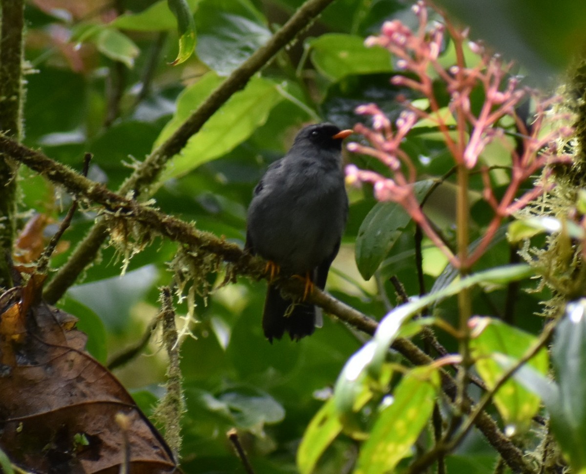 Black-faced Solitaire - ML637895487