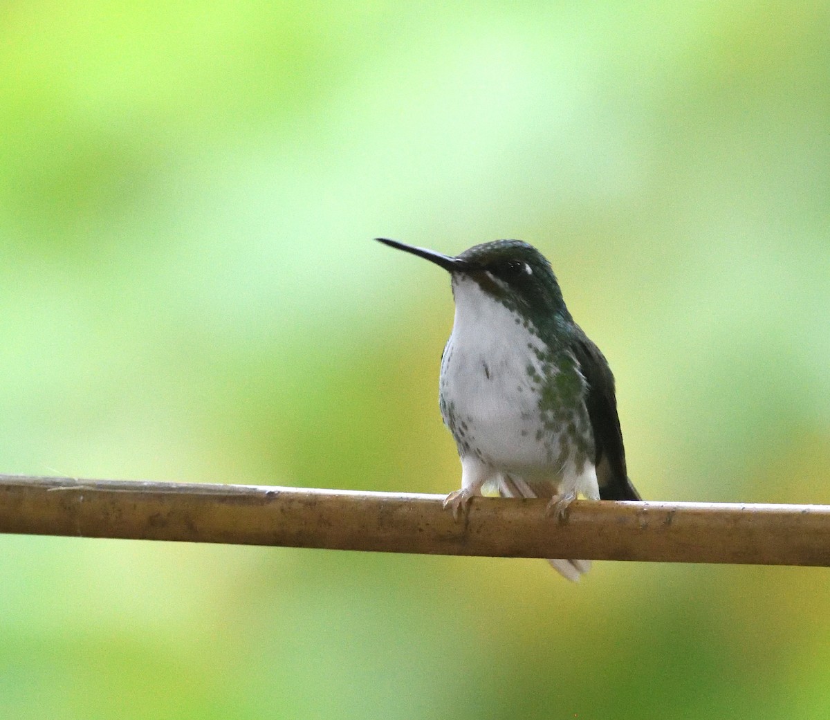 White-booted Racket-tail - ML637895509