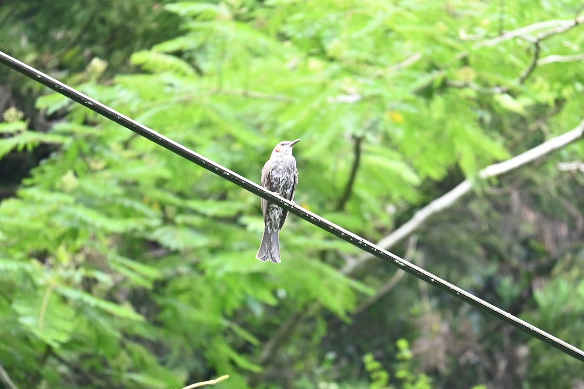 Brown-eared Bulbul - ML637895535