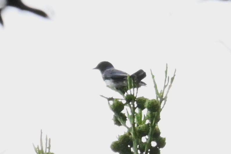Blue-and-white Flycatcher - ML637895539
