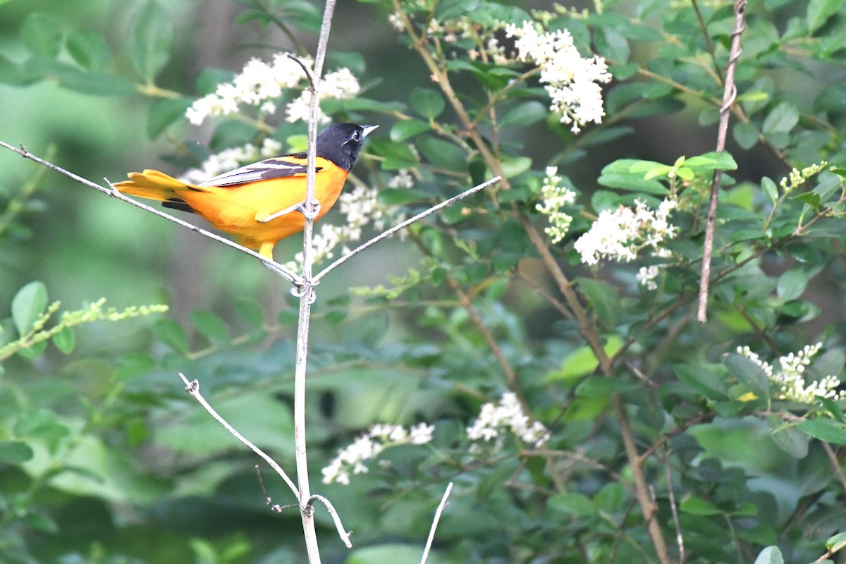 Baltimore Oriole - ML637895558
