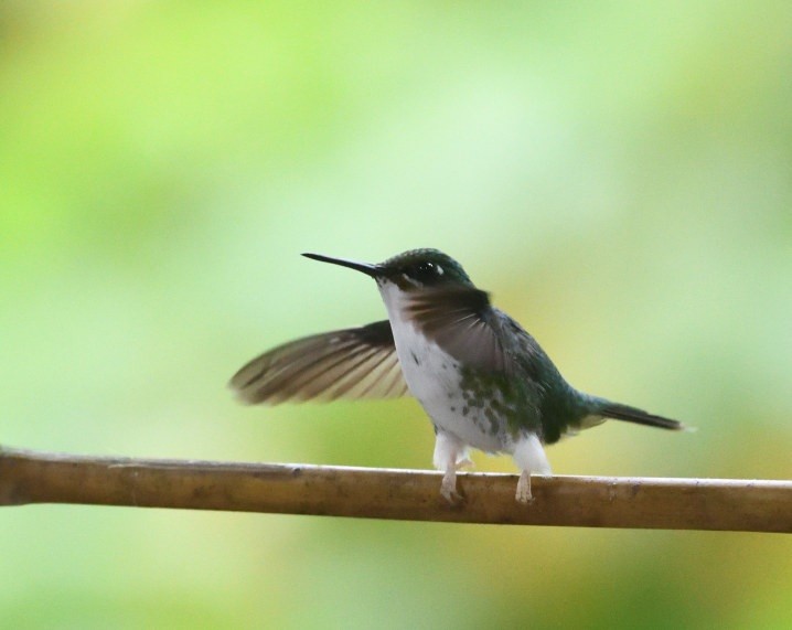 White-booted Racket-tail - ML637895574