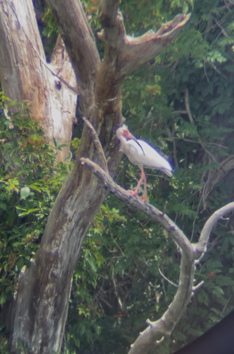 White Ibis - ML637895575