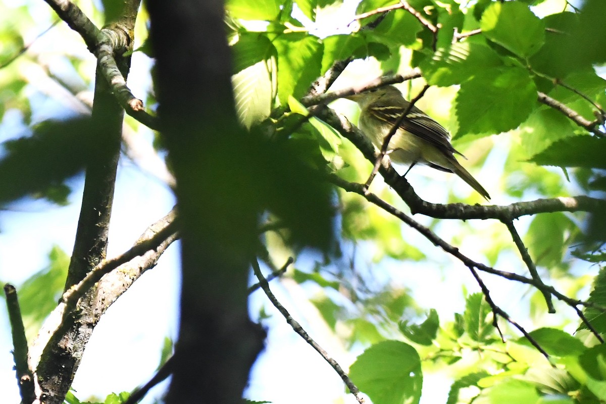 Acadian Flycatcher - ML637895576