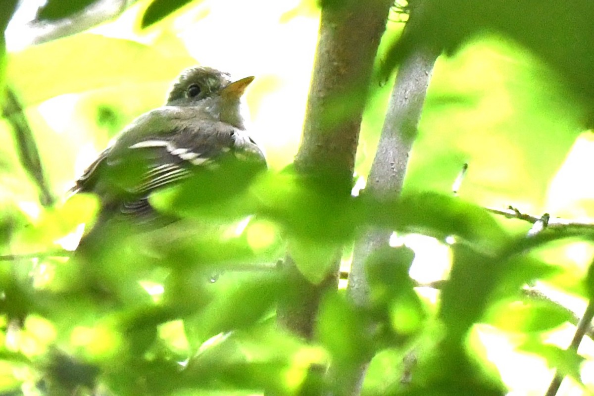 Least Flycatcher - ML637895582