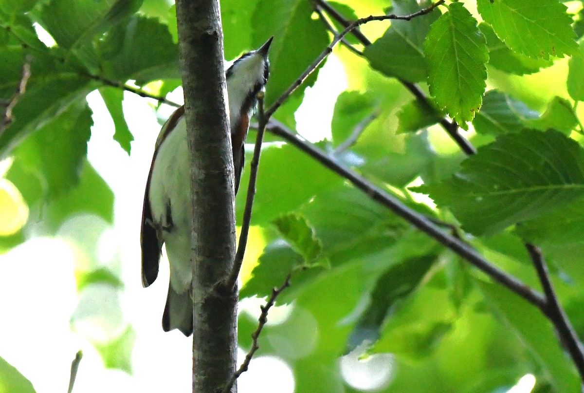 Chestnut-sided Warbler - ML637895591