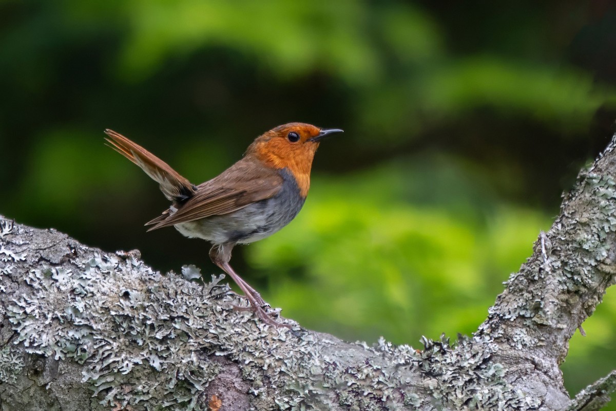 Japanese Robin - ML637895653