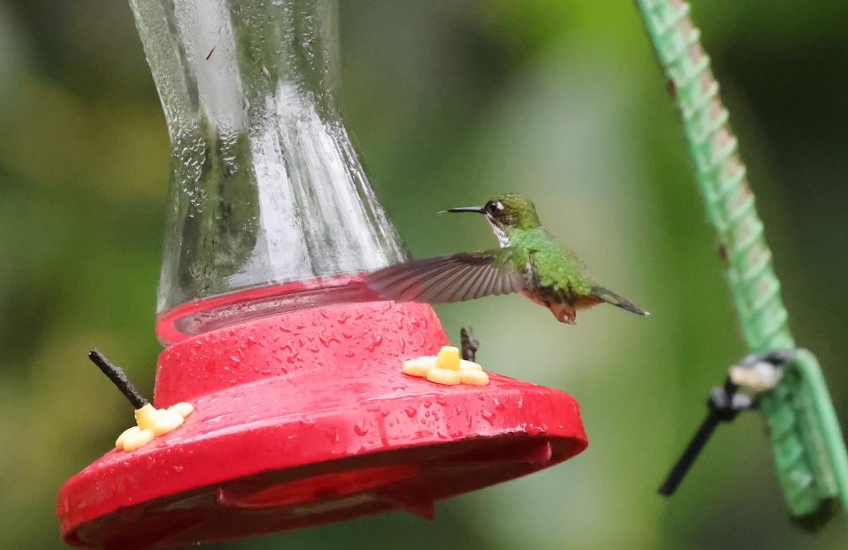 White-booted Racket-tail - ML637895664
