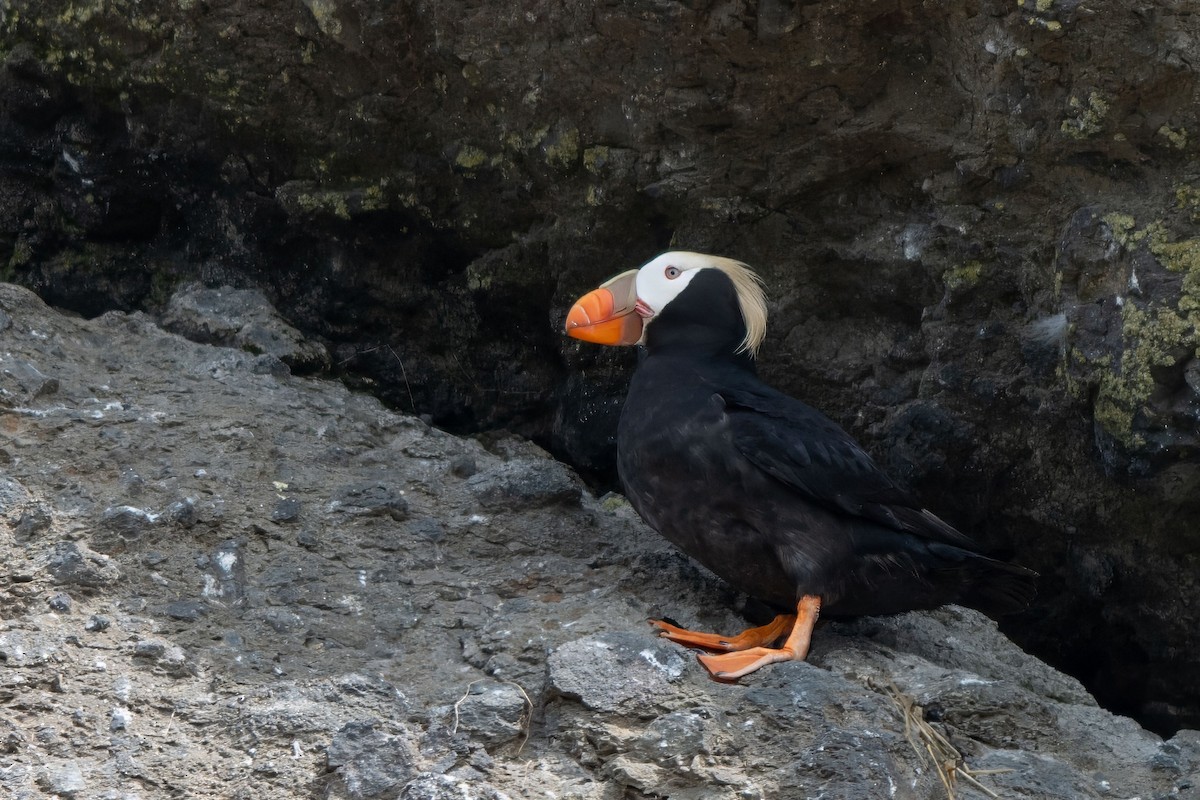 Tufted Puffin - ML637895724
