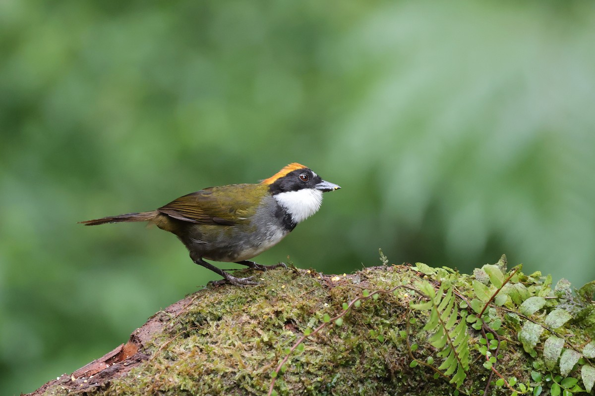 Chestnut-capped Brushfinch - ML637895731