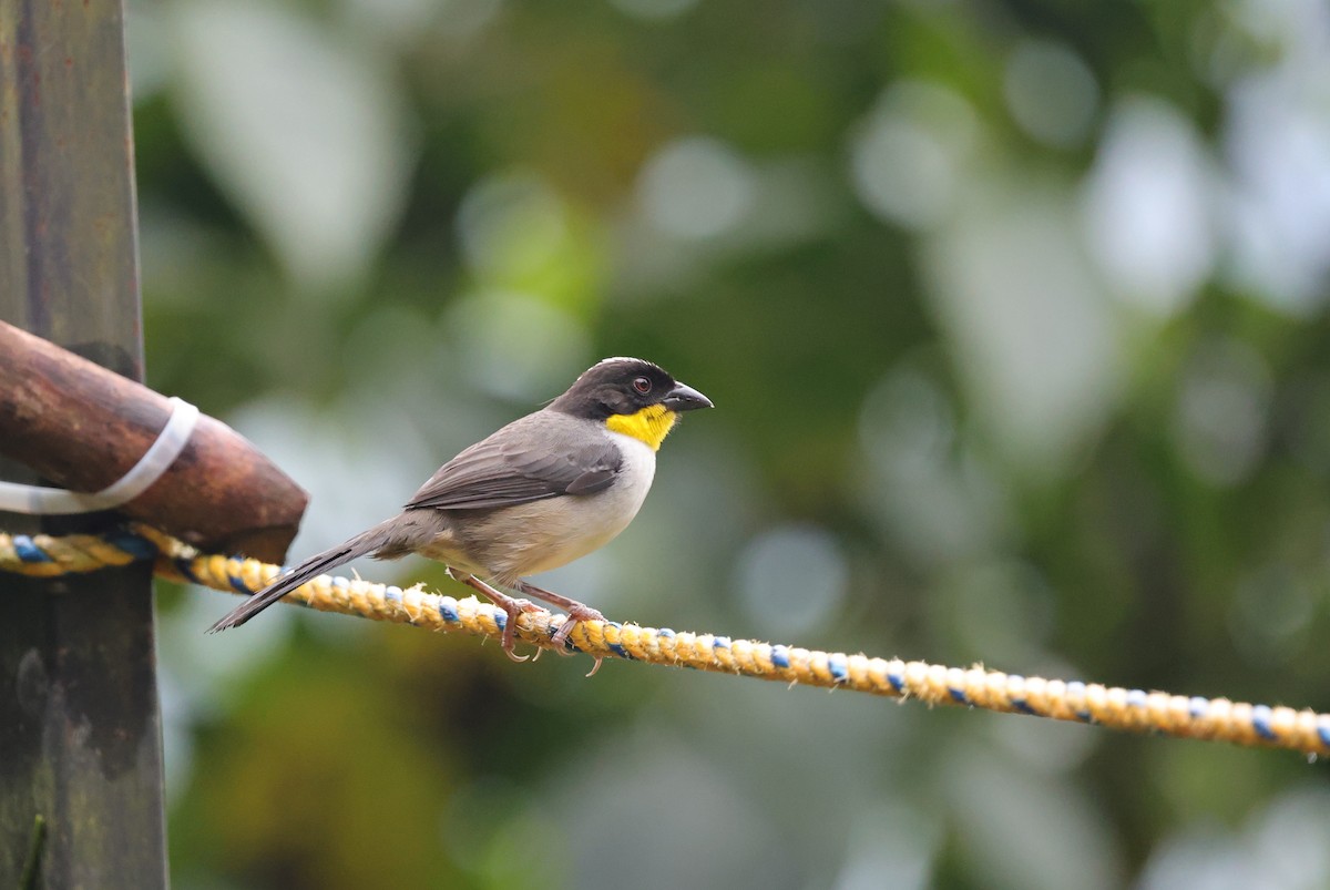 White-naped Brushfinch - ML637895749