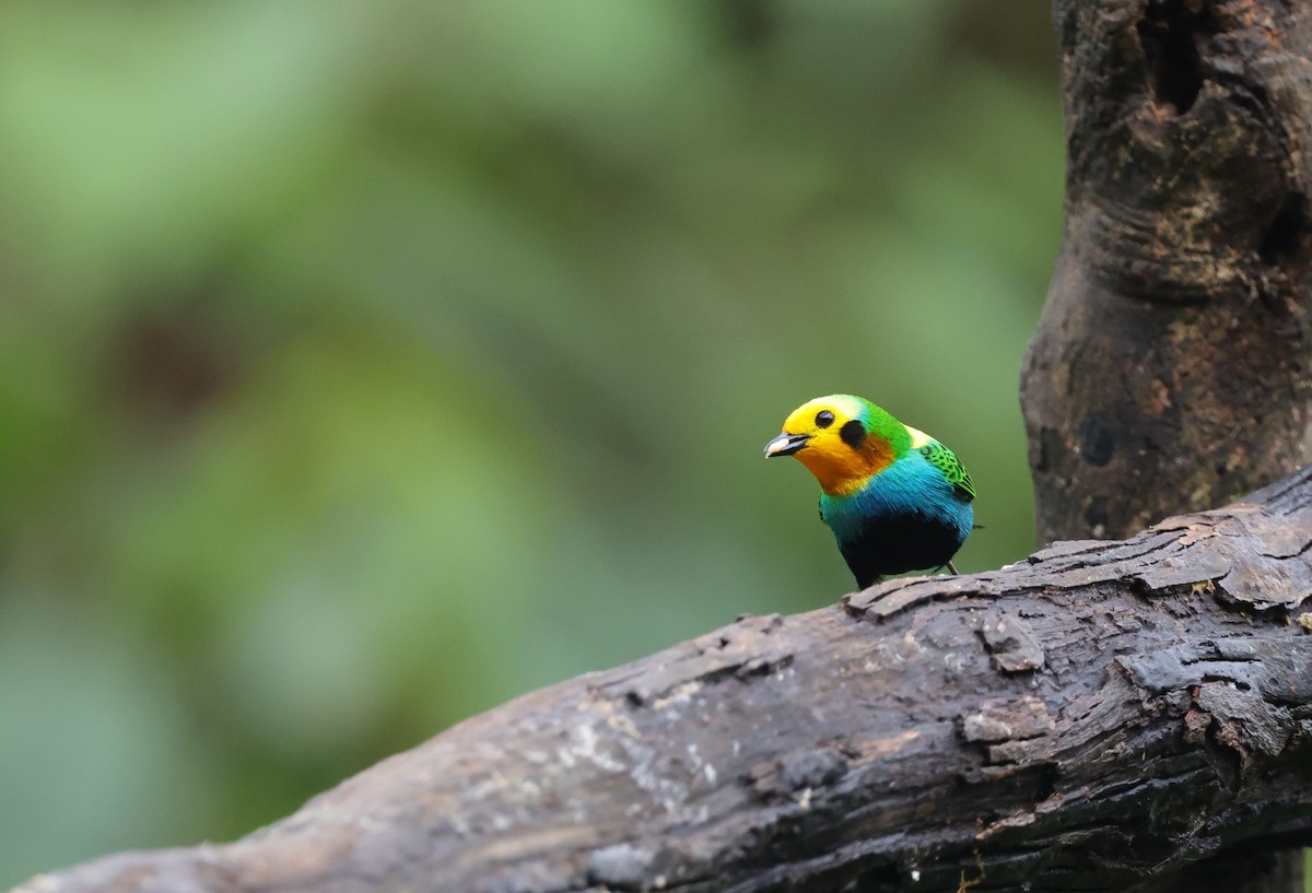 Multicolored Tanager - ML637895786