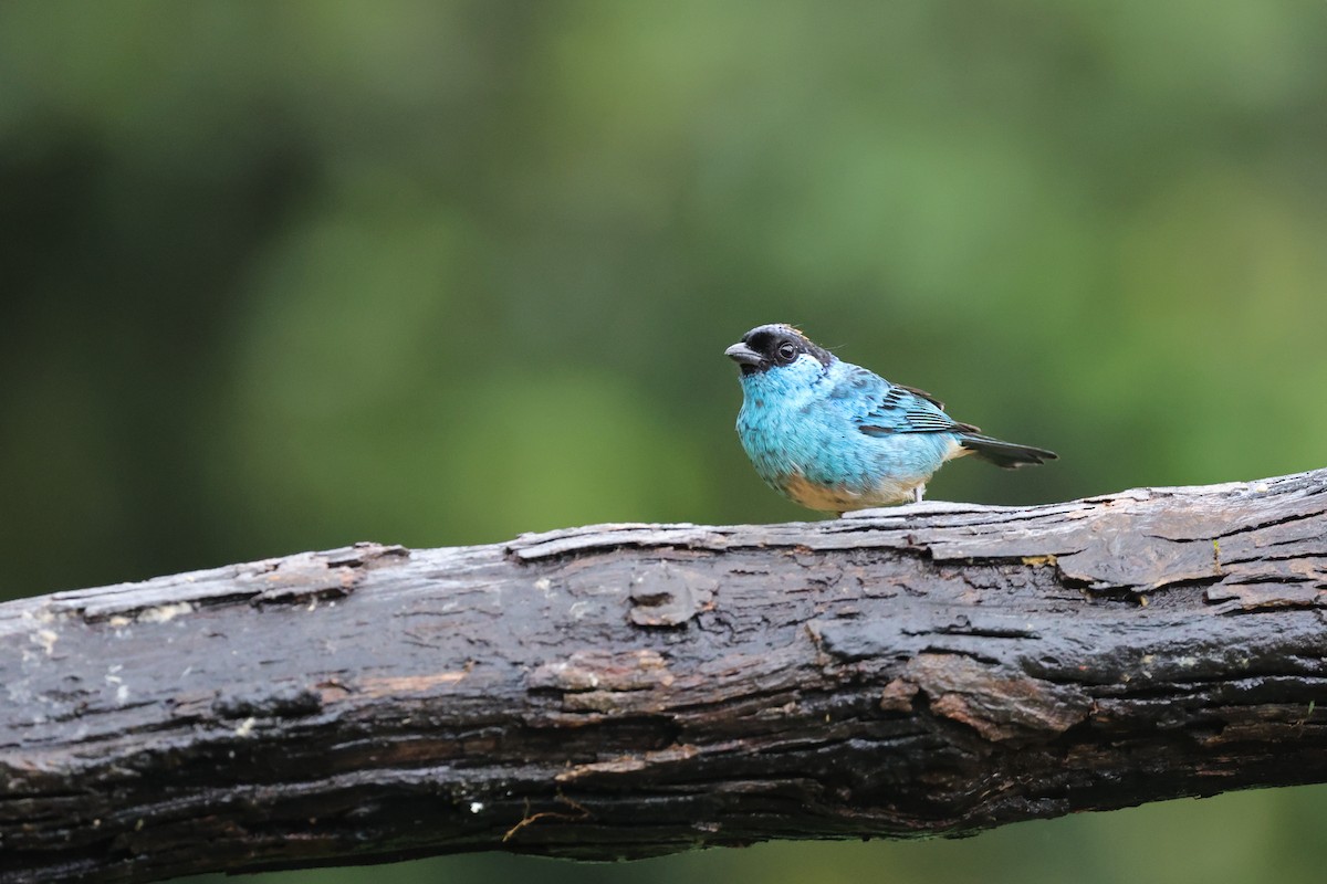 Golden-naped Tanager - ML637895793
