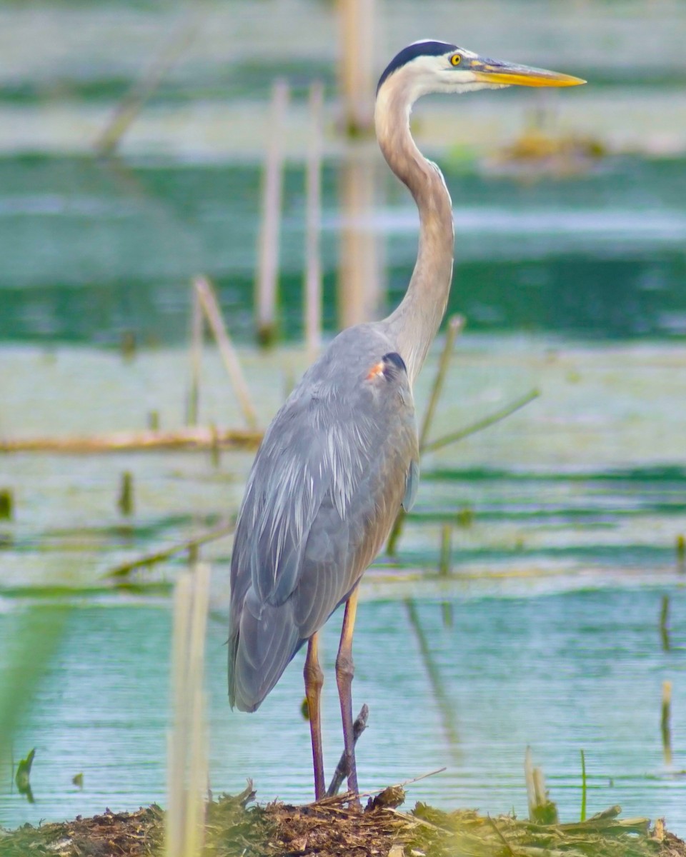 Garza Azulada (grupo herodias) - ML637895794