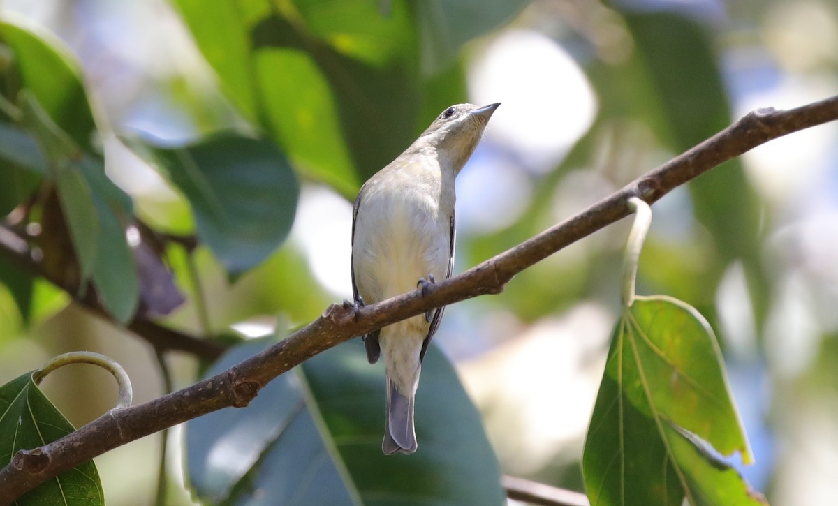 Cuban Vireo - ML637895801