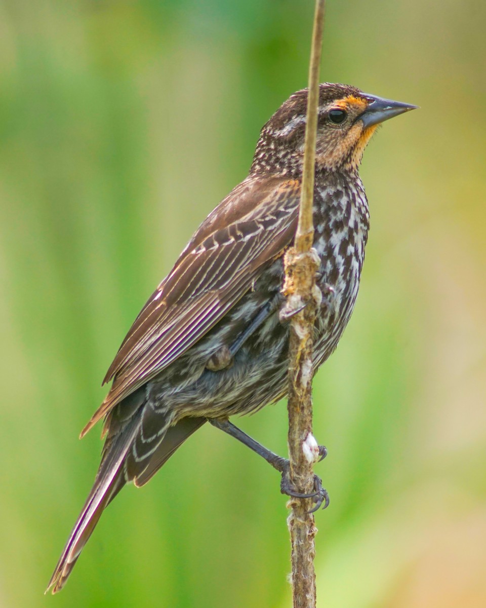 Sargento Alirrojo (grupo phoeniceus) - ML637895805