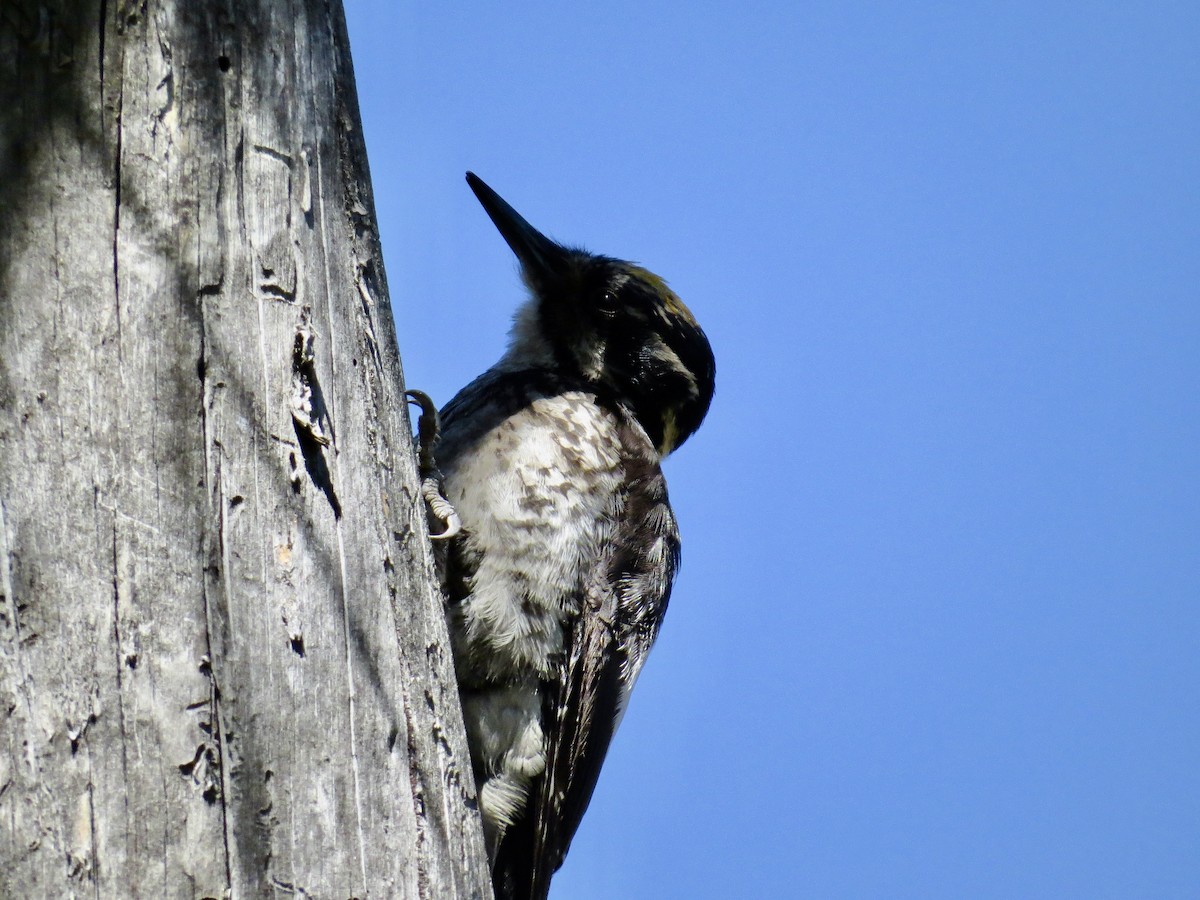 American Three-toed Woodpecker (Rocky Mts.) - ML637895817