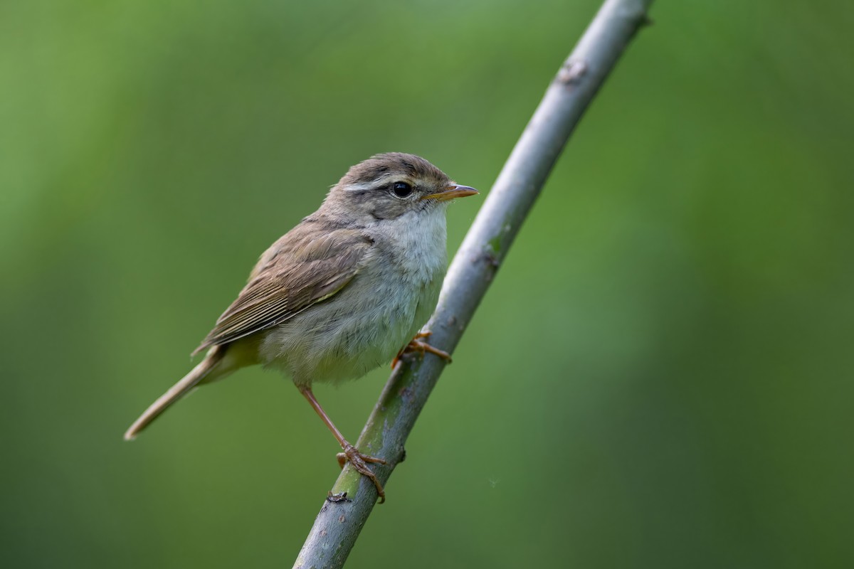 Radde's Warbler - ML637895837