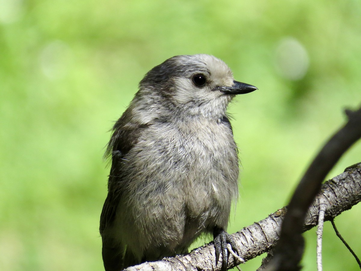 Canada Jay (Rocky Mts.) - ML637895859